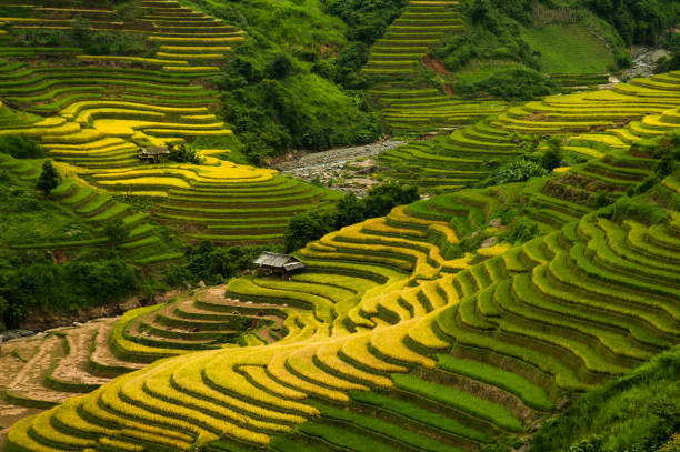 istock Blind Cang Chai Rice Terrace 1086311150