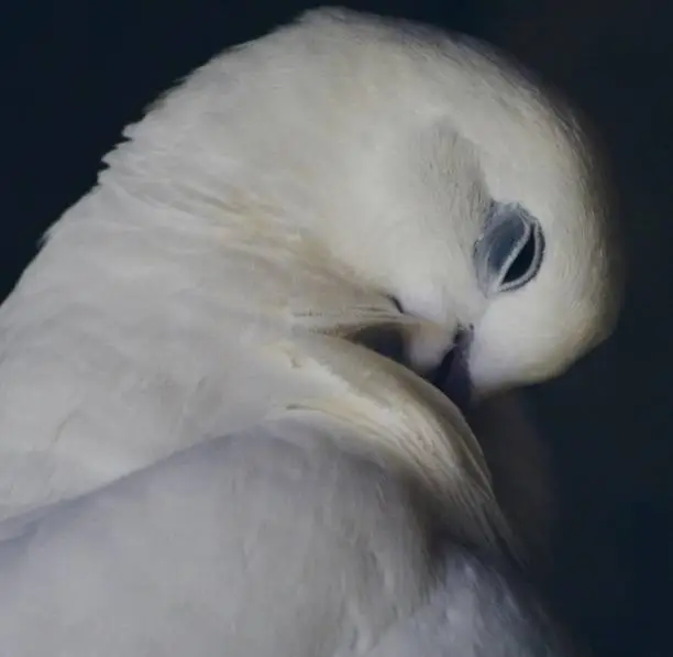 White dove grooming itself