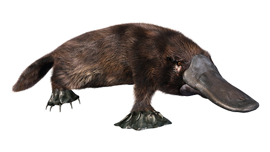 3D rendering of a platypus or Ornithorhynchus anatinus isolated on white background