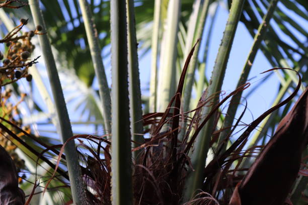 istock Tropical plants growing in the UK 1086315054