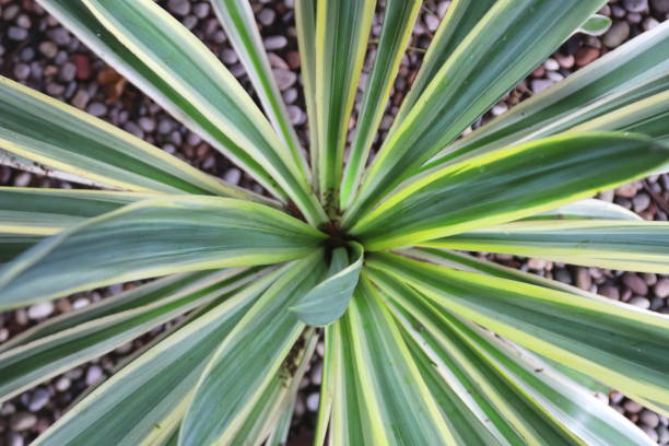 istock Tropical plants growing in the UK 1086315084
