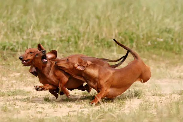two red dachshund running in the grass in the sun