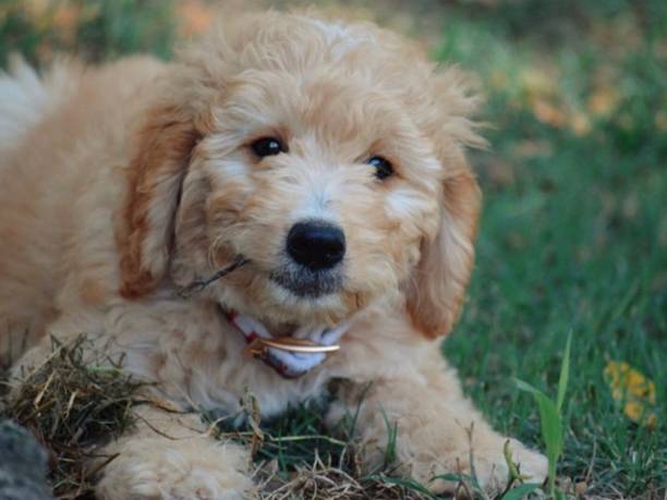 istock Golden doodle puppy in green background 1086318560