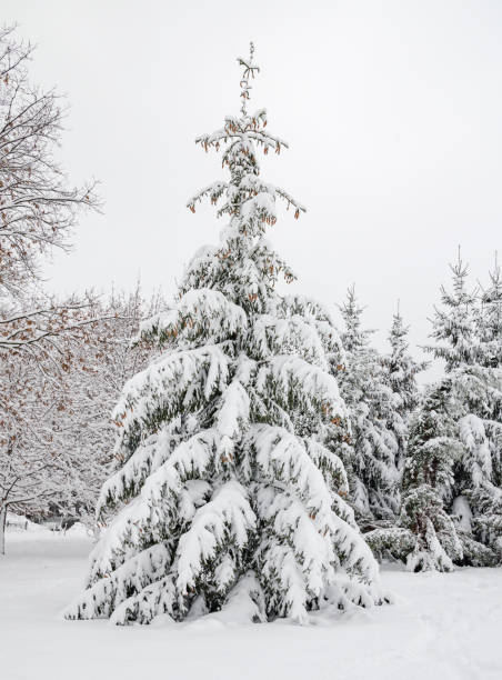 istock trees in the snow, beautiful winter landscape 1086318994