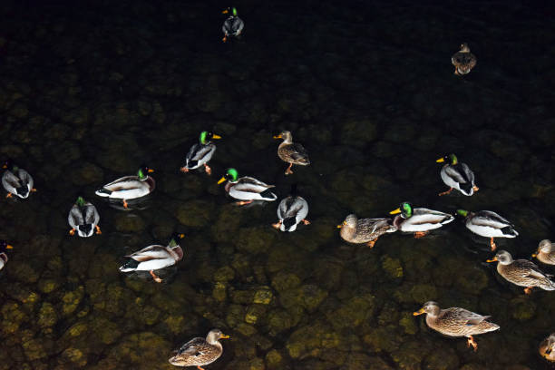 istock Wild ducks swim in the water at night 1086329910