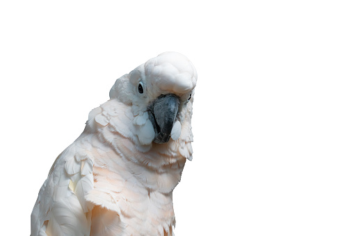 parrot Goffin cockatoo close up on white isolated background