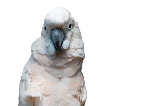 parrot Goffin cockatoo close up on white isolated background