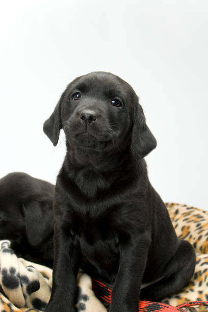 istock Black lab puppy on white seamless 1086330288