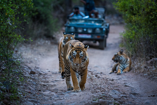 Una noche bien invertido con un tigre macho dominante del área de turismo y sus cachorros en la reserva de tigres de Ranthambore, india photo