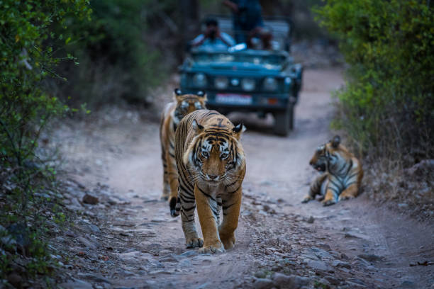 una serata ben trascorsa con una tigre maschio dominante dell'area turistica e i suoi cuccioli alla ranthambore tiger reserve, in india - tiger india ranthambore national park undomesticated cat foto e immagini stock