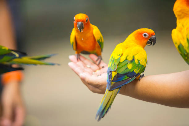 istock Beautiful Sun Conure Parrot bird 1086330950
