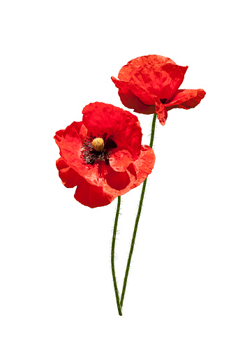 High resolution photo of red poppy flowers in Nature. No people are seen in frame. Shot under daylight.