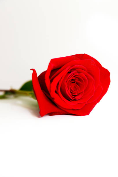 istock The Hearth of a Red Rose 1086333528