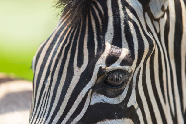 istock Close up of Zebra head eating 1086333676