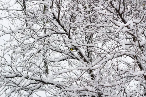 Photo of Winter view of snowed park forest with yellow bullfinch sitting on tree branches
