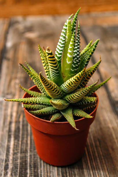 istock Weird and unusual small cactus plant 1086338454