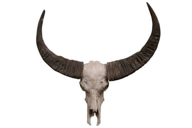 istock Buffalo skull isolated on white background - clipping paths 1086339762