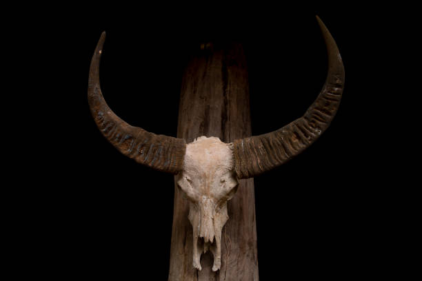 istock Buffalo skull on black background. 1086339796