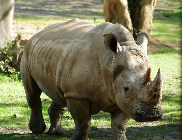 istock Rhino looking to the camera 1086341086