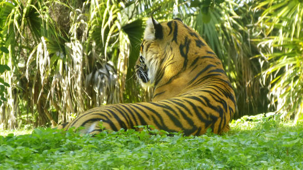 tiger laying on the grass - imponent imagens e fotografias de stock