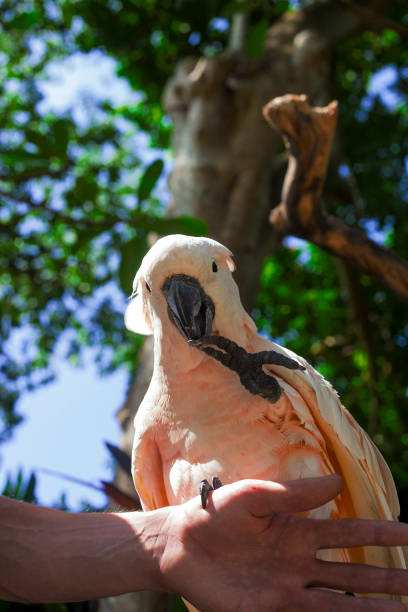 istock Salmon-crested cockatoo sitting on man hand 1086341154