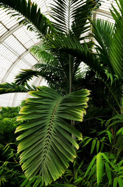 istock Tropical plants in botanic garden 1086341862