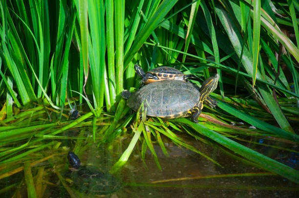 istock Turtles coming out from the water to have a sun 1086344192