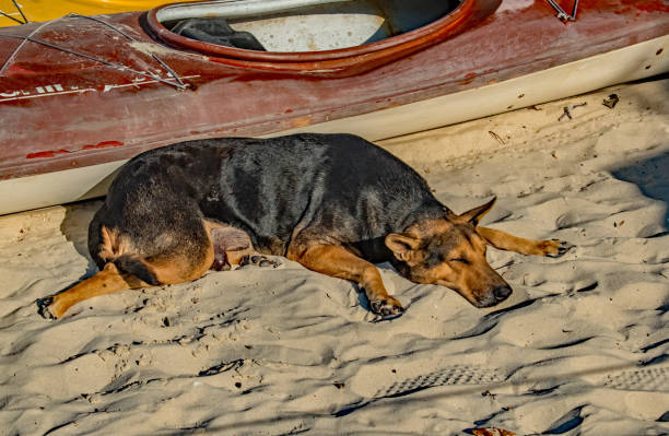 istock Dog tired on the beach 1086349444