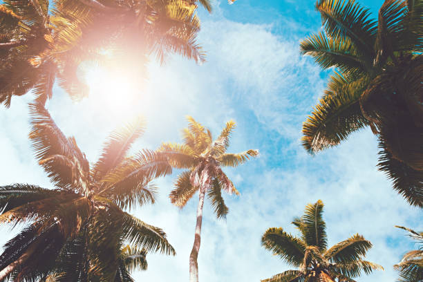 istock Palm tree leaves on sun and blue sky background. weekend Holidays tropical beach concept background, Vacation holidays concept 1086350292