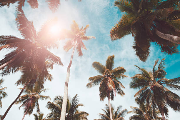 istock Palm tree leaves on sun and blue sky background. weekend Holidays tropical beach concept background, Vacation holidays concept 1086350332