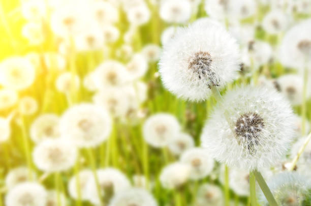 istock Dandelions in the meadow 1086352682