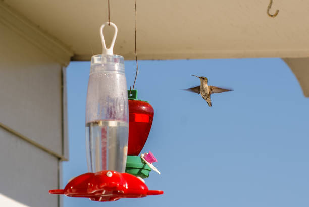istock Hummingbird in Flight at Feeder 1086354210