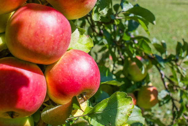 closeup of mcintosh apples on a tree branch - macintosh apple imagens e fotografias de stock