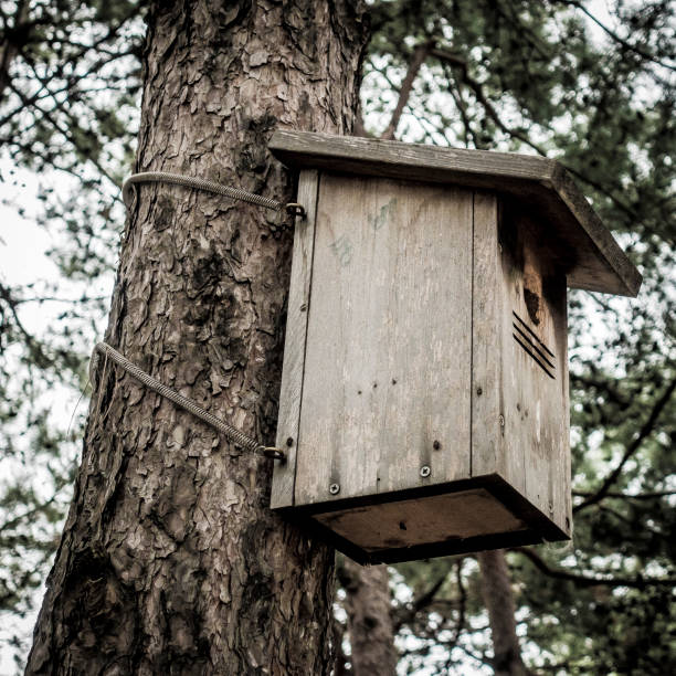 istock an wooden bird house hanging on the tree 1086356222