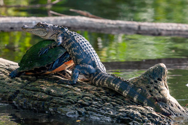 A Little Log Conflict - Who's Turn Is It?