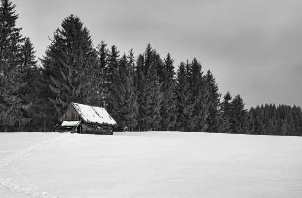 an abandoned sheepfold hut with pine trees, Paltinis area, Sibiu county, Romania