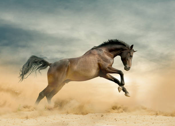 istock Purebred stallion running wild 1086363142