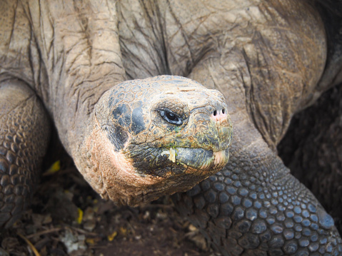 Giant tortoise in the Galapagos Islands, Ecuador: travel and tourism image