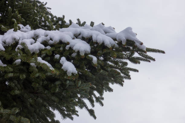 istock a pine tree covered with snow at Hangang Park, Seoul, South Korea 1086365930