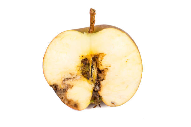 istock Close up Boring trace of a codling moth Cydia Pomonella, in a half wormy apple. On white background. 1086367298