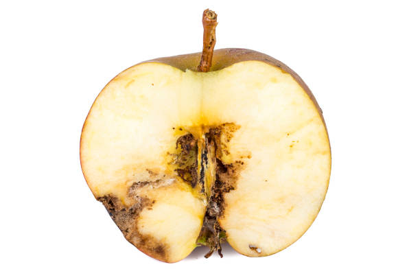 istock Close up Boring trace of a codling moth Cydia Pomonella, in a half wormy apple. On white background. 1086367414