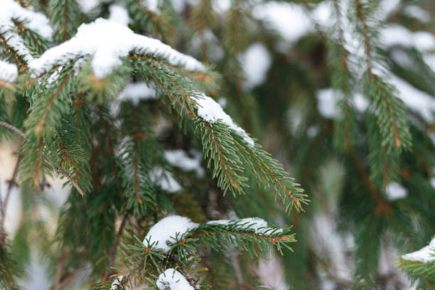 istock Fir branches under the first snow. Close up. Shallow focus. Fluffy fir tree brunch. Christmas wallpaper concept. Copy space 1086367536