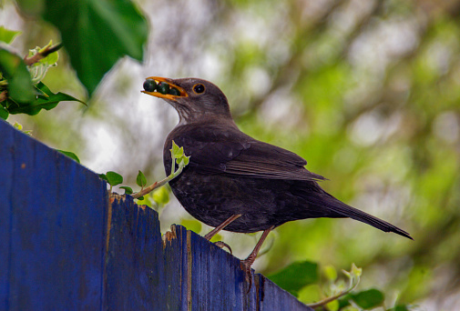 Blackbird with berry food in her beak for feeding and care here chicks