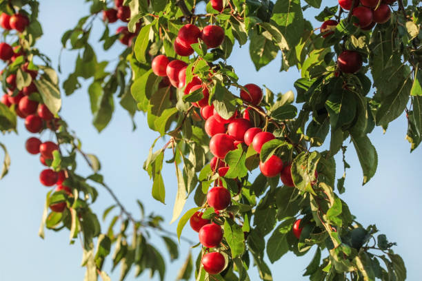 istock Red mirabele plums (Prunus domestica syriaca) growing on wild tree., blue sky in background 1086368362