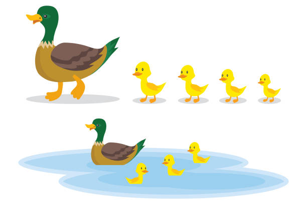 A wild duck with little ducks walks to the pond. A duck with small ducklings swims on the water. Cartoon illustration of a duck. A wild duck with little ducks walks to the pond. A duck with small ducklings swims on the water. Cartoon illustration of a duck. duck bird stock illustrations