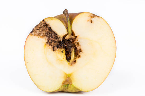 one damaged apple on white background