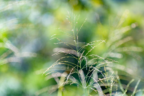 istock Tall strands of forage grass 1086372794