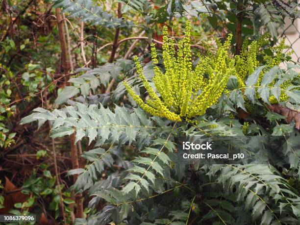Wild Plant Stock Photo - Download Image Now - 2018, Auvergne-Rhône-Alpes, Beauty In Nature