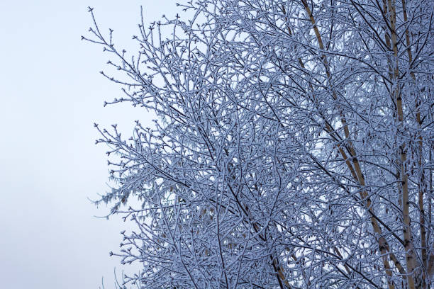 istock Tree brunches covered with snow caps after the snowfall close up. 1086379534