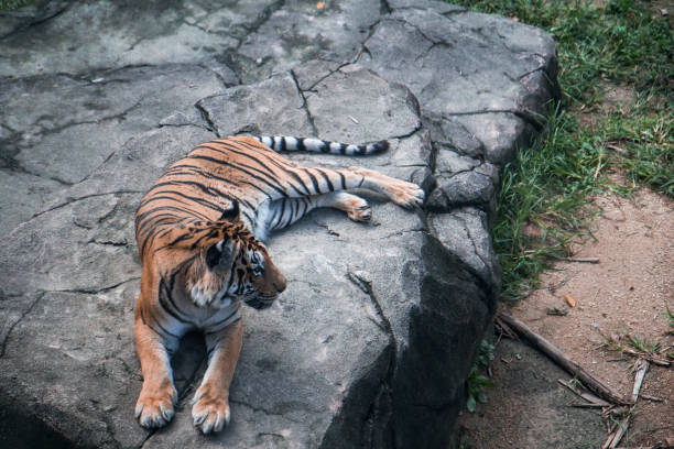 istock Tiger on the Rock 1086382760